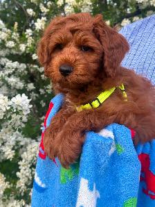 GUARDIAN HOME OPPORTUNITY FOR AUSTRALIAN LABRADOODLE PUPPY - Photo 7