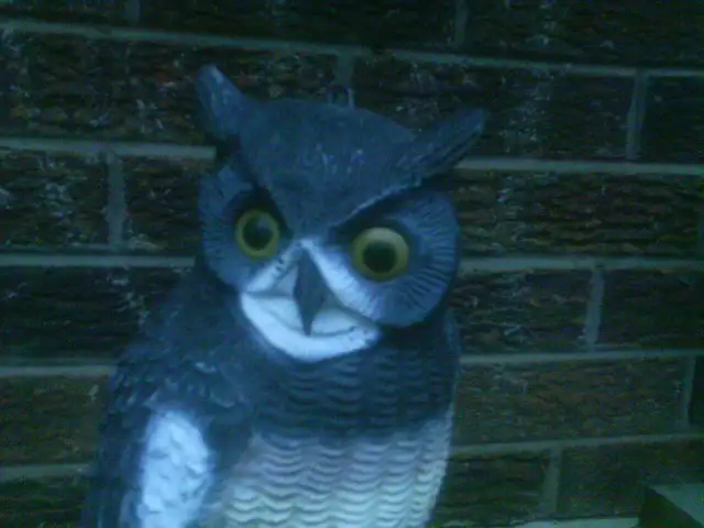 OWL  DECOY