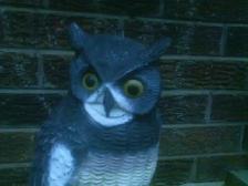 OWL  DECOY