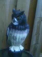 OWL  DECOY - Photo 3