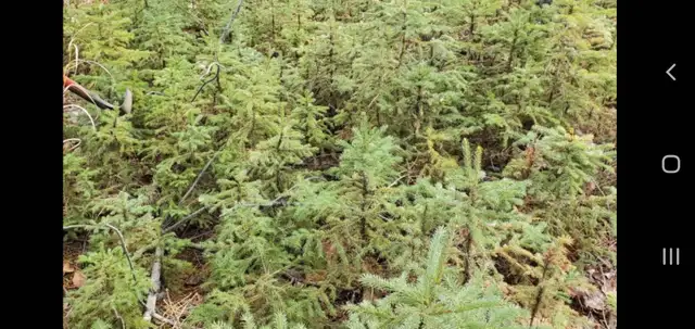 For Sale Spruce trees