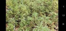 For Sale Spruce trees