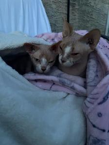 Twin Siamese Cats - Photo 5