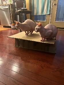 Twin Siamese Cats - Photo 6