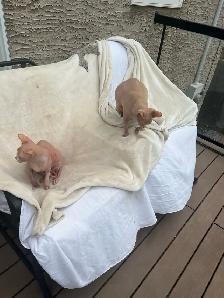 Twin Siamese Cats - Photo 8