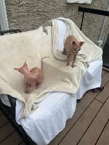 Twin Siamese Cats - Photo 9