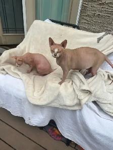 Twin Siamese Cats - Photo 10