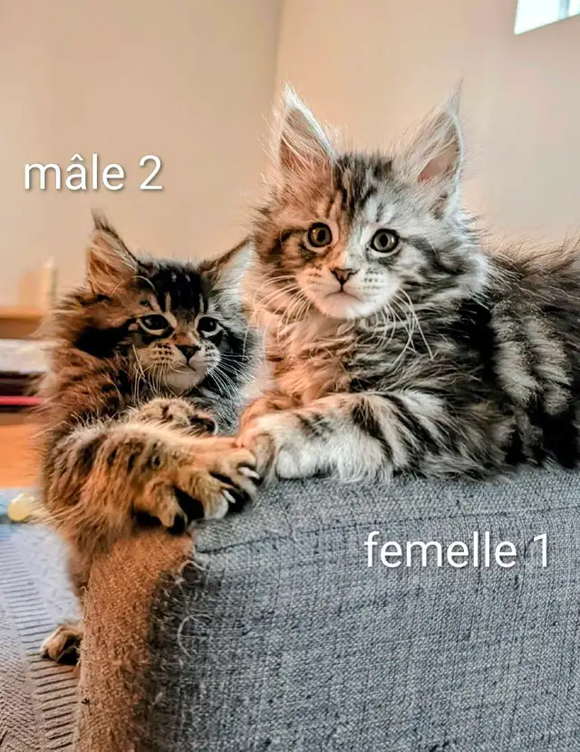 Maine Coon chatons