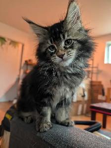 Maine Coon chatons - Photo 2