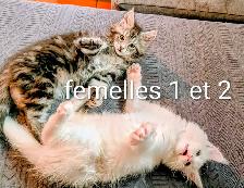 Maine Coon chatons - Photo 3