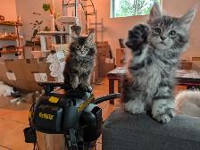 Maine Coon chatons - Photo 4