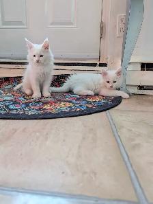 Maine Coon chatons - Photo 5