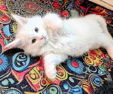 Maine Coon chatons - Photo 6
