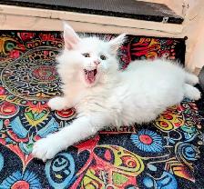 Maine Coon chatons - Photo 7