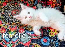 Maine Coon chatons - Photo 8