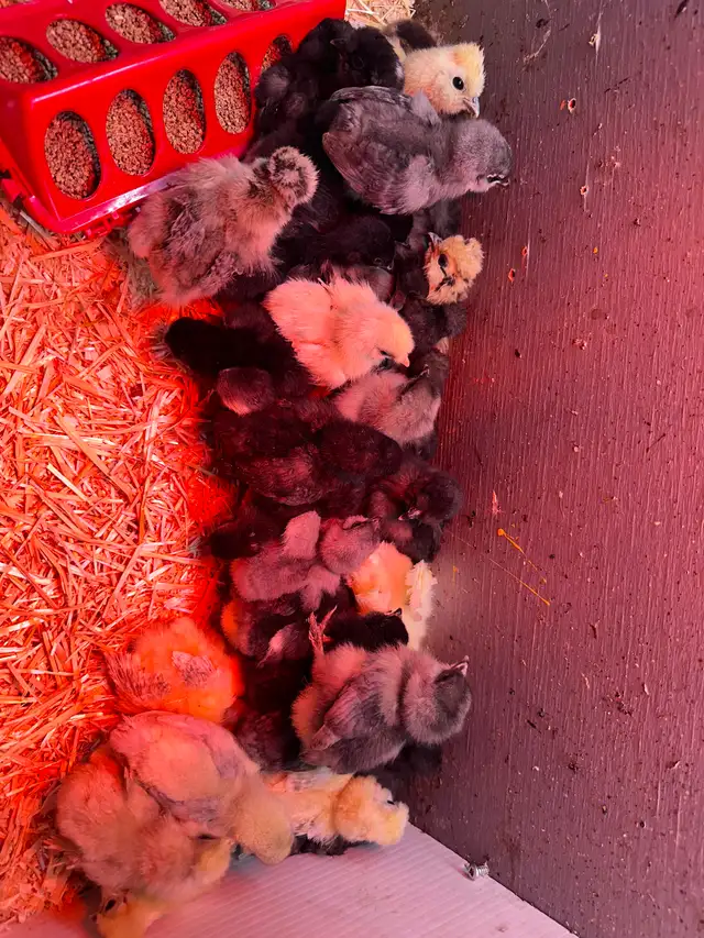 Chicken chick’s verity