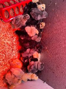 Chicken chick’s verity