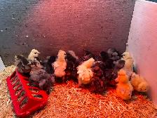 Chicken chick’s verity - Photo 2