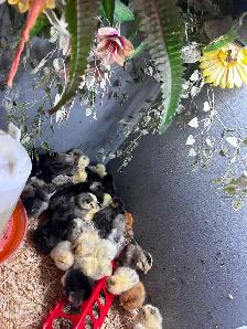 Chicken chick’s verity - Photo 3