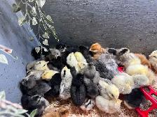 Chicken chick’s verity - Photo 4