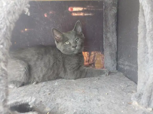 Kittens