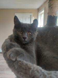 Kittens - Photo 2