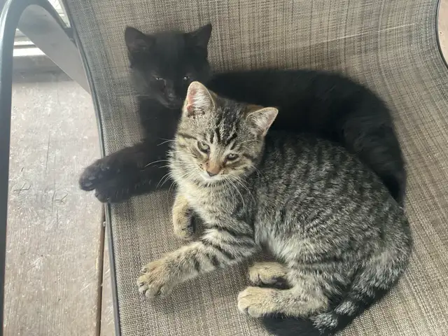chatons à vendre