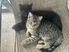 chatons à vendre