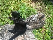 chatons à vendre - Photo 2