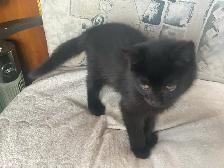 chatons à vendre - Photo 3