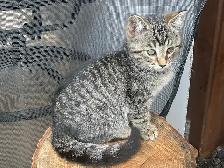 chatons à vendre - Photo 4