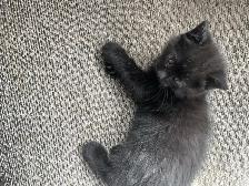 chatons à vendre - Photo 5