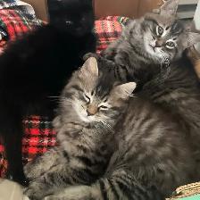 chatons à vendre - Photo 6