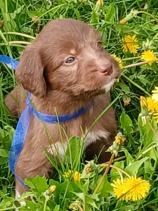 Labradoodle Puppies