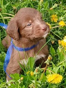Labradoodle Puppies