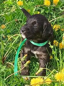 Labradoodle Puppies - Photo 2