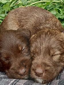 Labradoodle Puppies - Photo 3