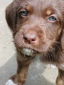 Labradoodle Puppies - Photo 4