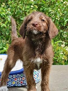Labradoodle Puppies - Photo 5