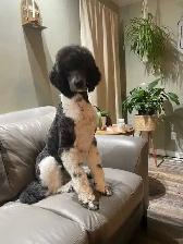 Labradoodle Puppies - Photo 7