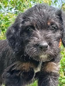 Labradoodle Puppies - Photo 8