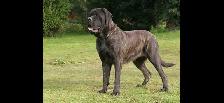 Labradoodle Puppies - Photo 9