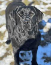 Labradoodle Puppies - Photo 10