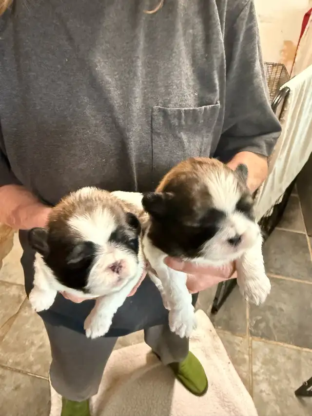 Pure Blood Shitzu puppies