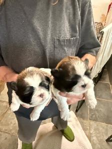 Pure Blood Shitzu puppies