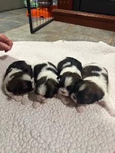 Pure Blood Shitzu puppies - Photo 2