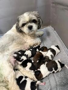 Pure Blood Shitzu puppies - Photo 3