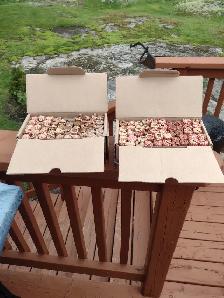 Your choice 3 boxes of pennies Canadian/American unsearched - Photo 2