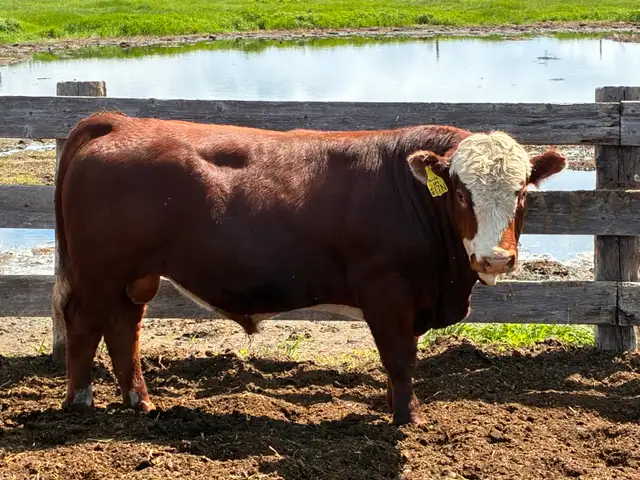 Simmental bulls