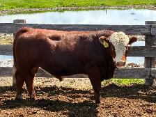 Simmental bulls